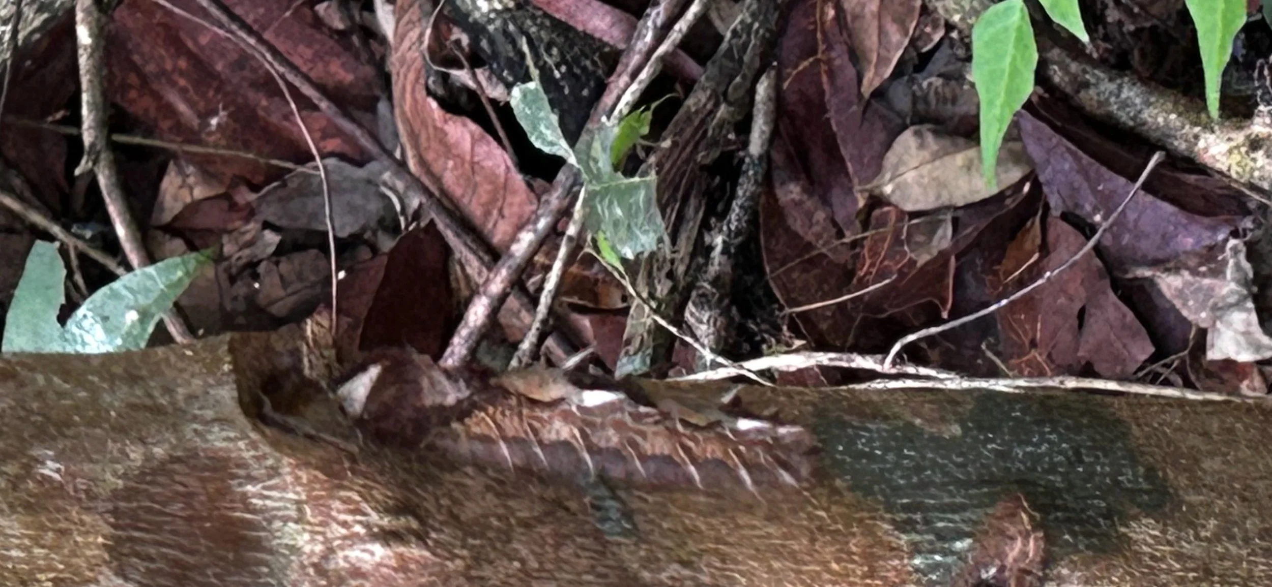  ISABEL MANINI. Cicatriz Floresta, 2025. Impressão jato de tinta sobre papel montado em metacrilato, 50 X 70 cm   