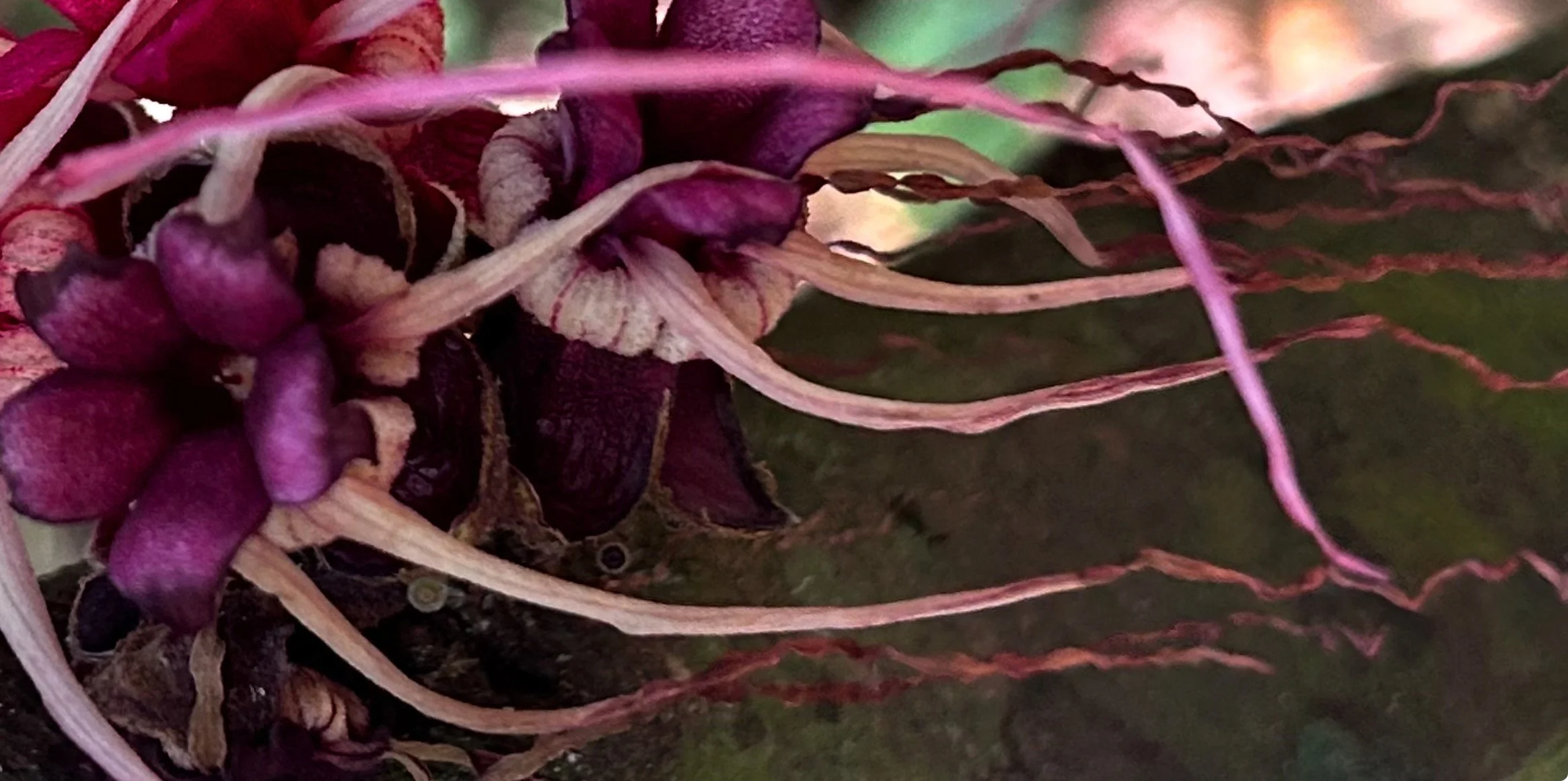  ISABEL MANINI. Fluxo Floresta, 2025. Impressão jato de tinta sobre papel montado em metacrilato, 50 X 70 cm   