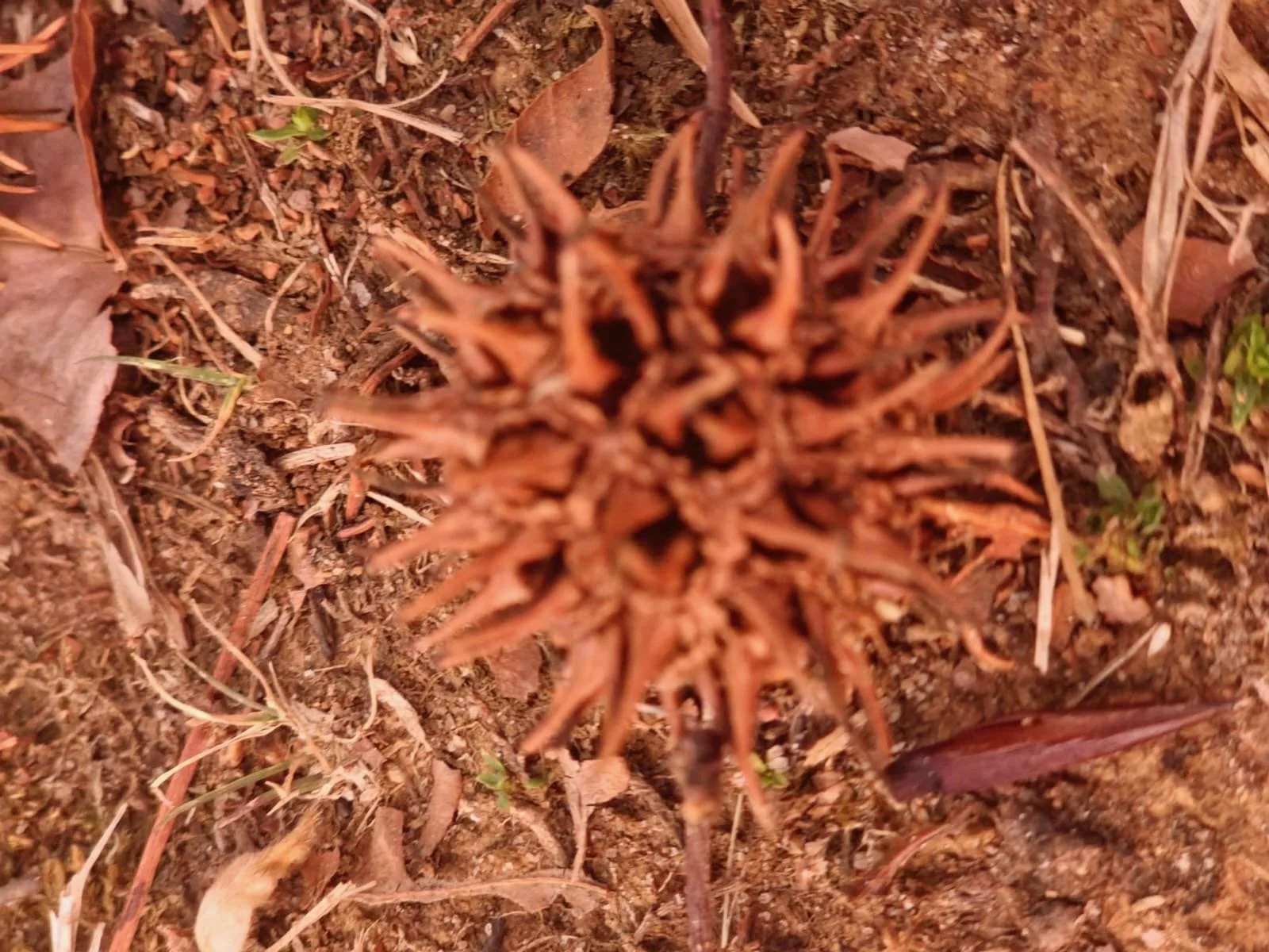  ISABEL MANINI. Hemácea Floresta, 2026. Impressão jato de tinta sobre papel algodão, 20 X 15 cm   