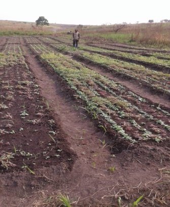 Preparing land for planting