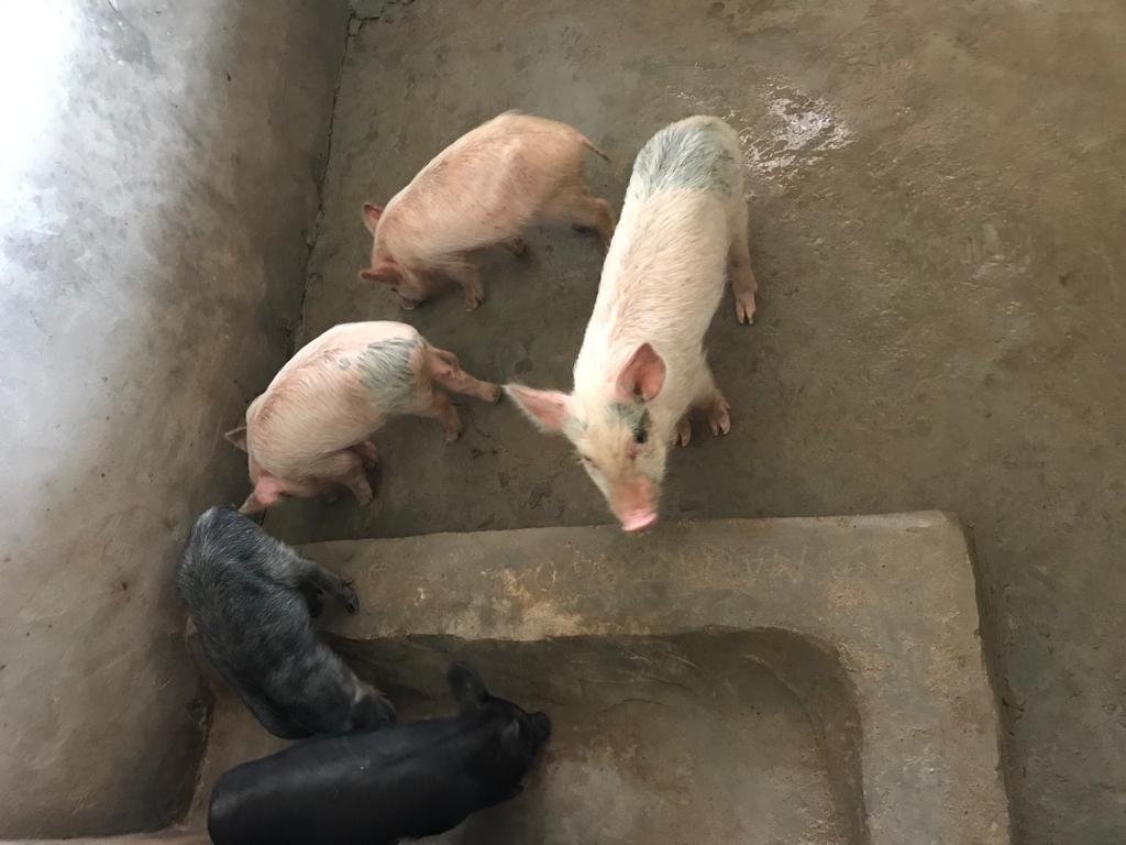 New piglets 