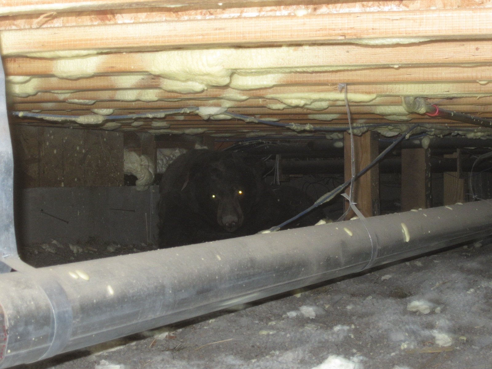 A black bear under a house in the Lake Tahoe Basin Photo by CDFW.JPG