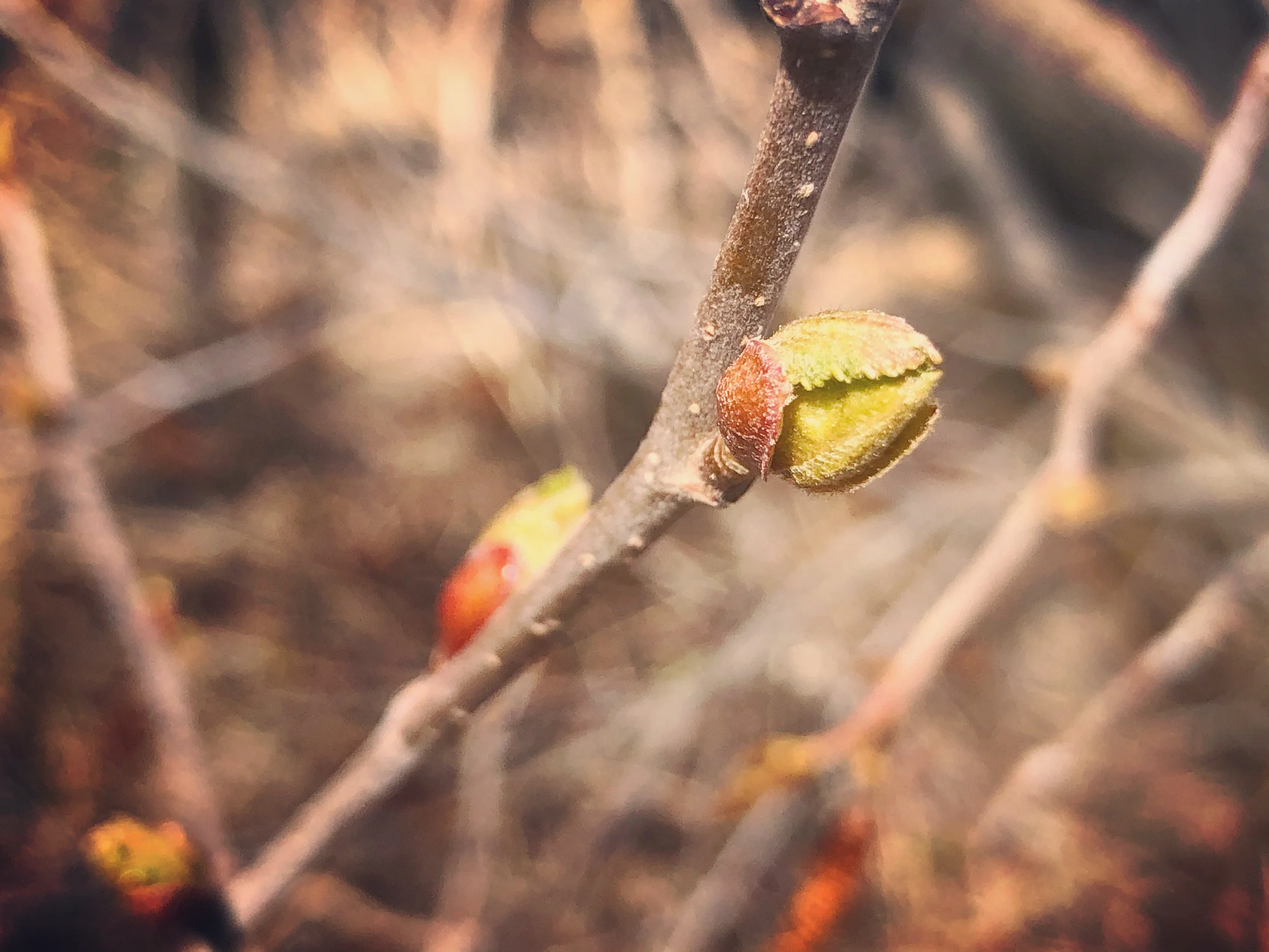 Merging of a Tear, a poem by Sèmà Barley 