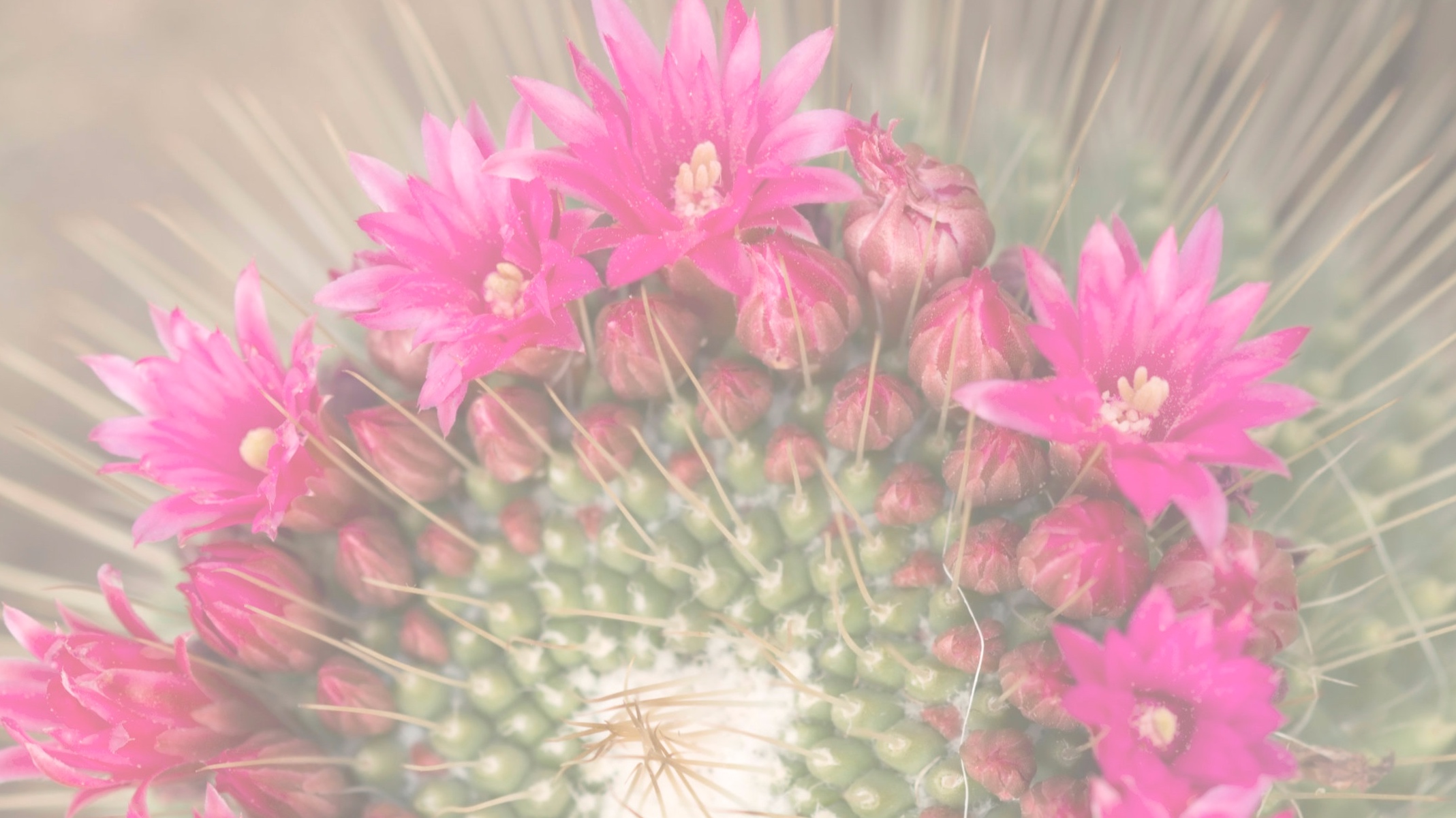 CactusFlower2852135.jpg