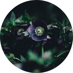 circle 3.png