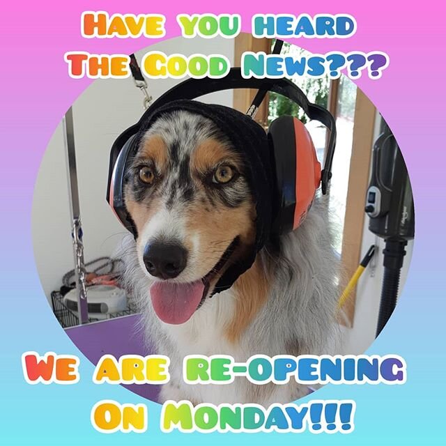 💥 Have you heard the fantastic news??? 💥 🎉 We will be re-opening on Monday at Level 3 🎉

The powers that be announced yesterday that Dog Groomers are now allowed to groom at Level 3, as long as it is contactless 😀🙌 Today we will be re-booking a