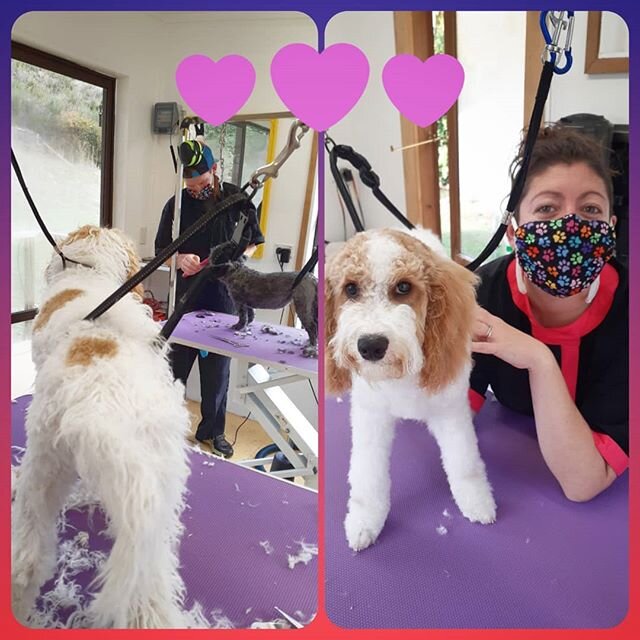 *HOWIE the Cavoodle Puppy* is what puppy dreams are made of 😍

Not only does he look and feel like a teddy bear but he has the sweetest nature to match 💜 *HOWIE* only had one puppy familiarization session before his big clip off but you would never