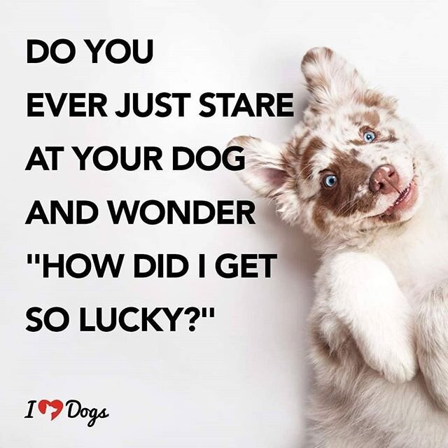 💜 Every 💜 Single 💜 Day 💜
.
.
.
.
.
#thebarkingmaddogco #thebarkingmaddogcompany #barkingmad #barkingmadwanaka #emilysdogsalon #doggroomingwanaka #doggroomerwanaka #wanakadoggrooming #wanakadoggroomer #wanakagroomer #wanakagrooming #dogwalkingwana