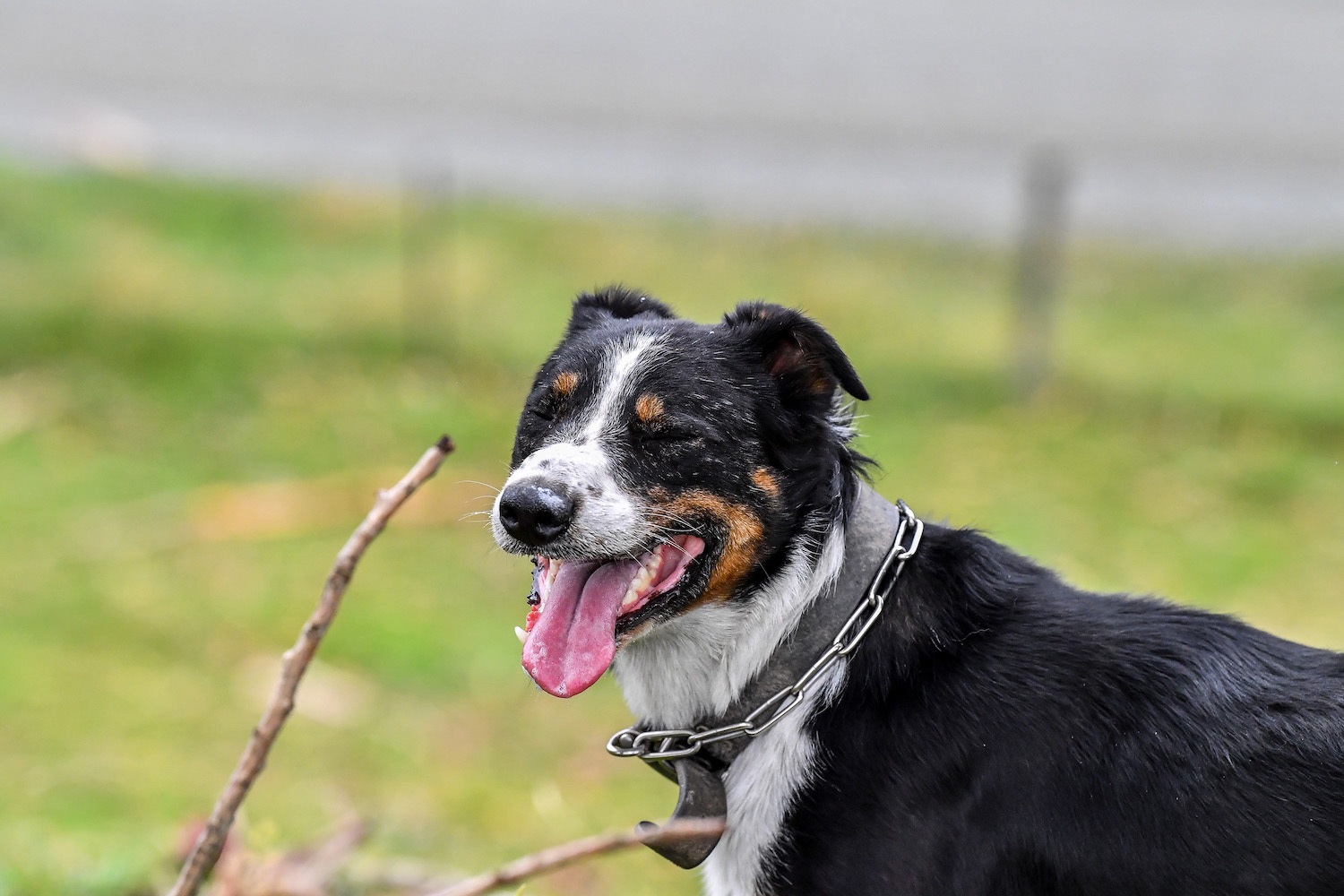 single dog rezised.jpeg