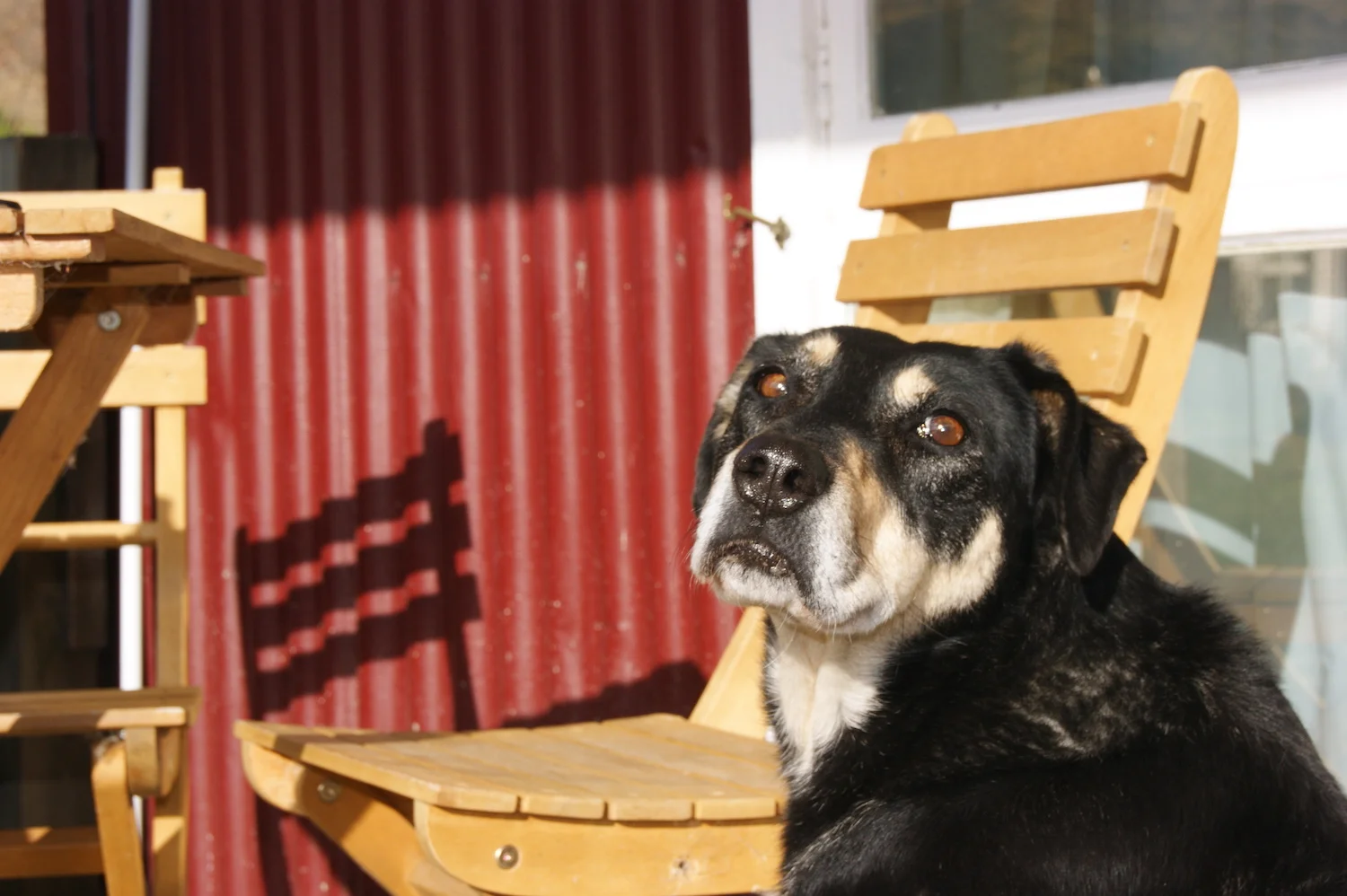 Tubs close up face.jpg