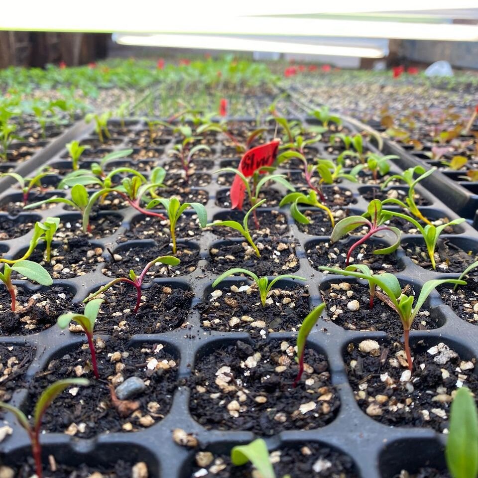 Welcome Rock Gardens (3).jpg