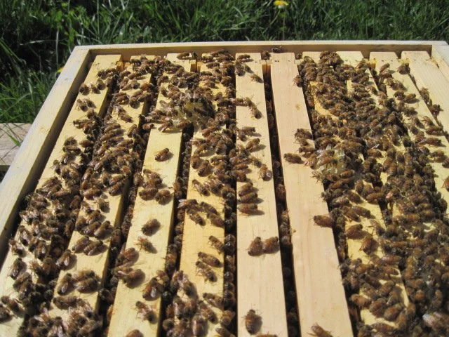 Beekeeping Part 1: Ordering Bees