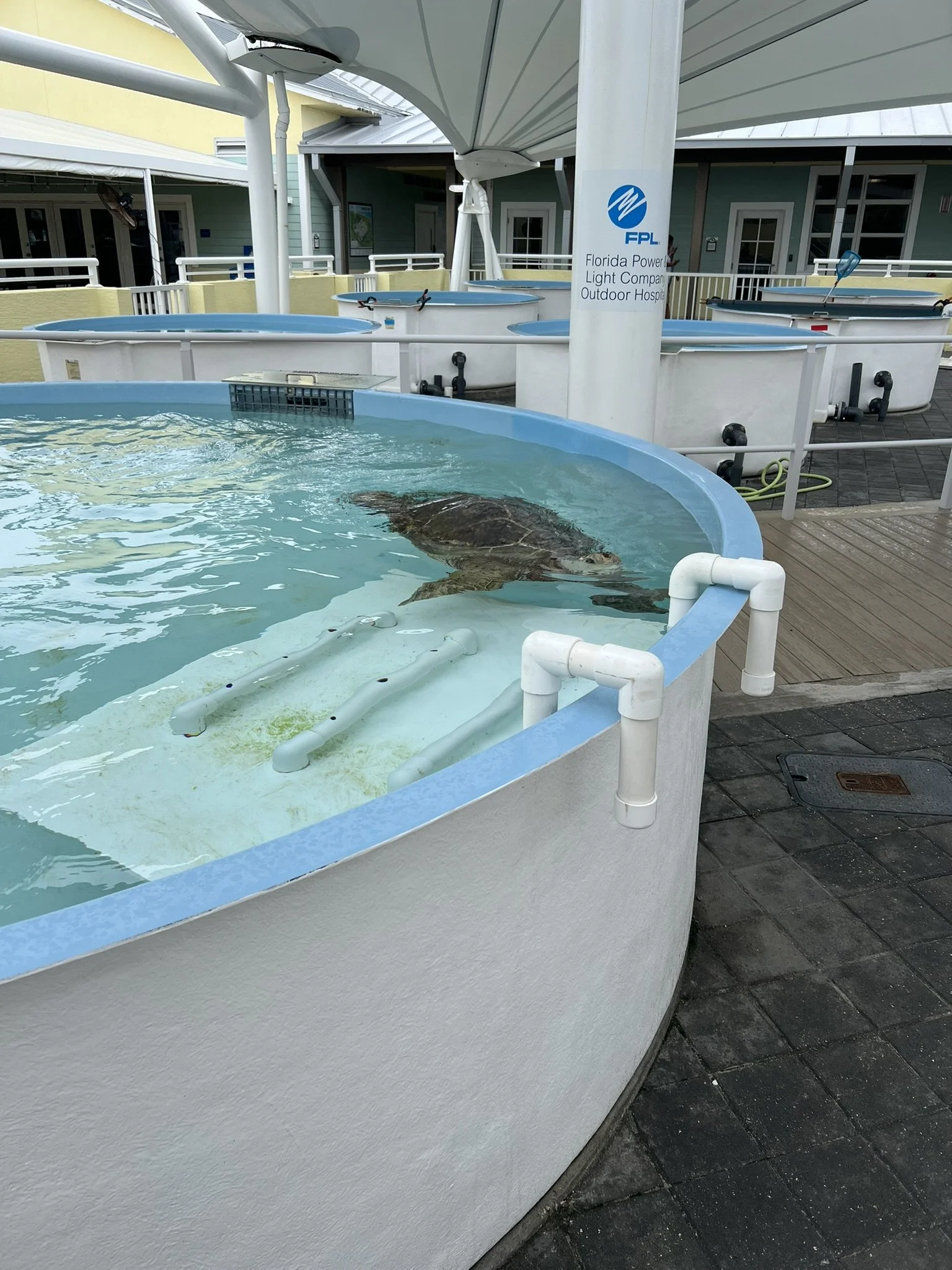 Loggerhead Park (7).JPEG