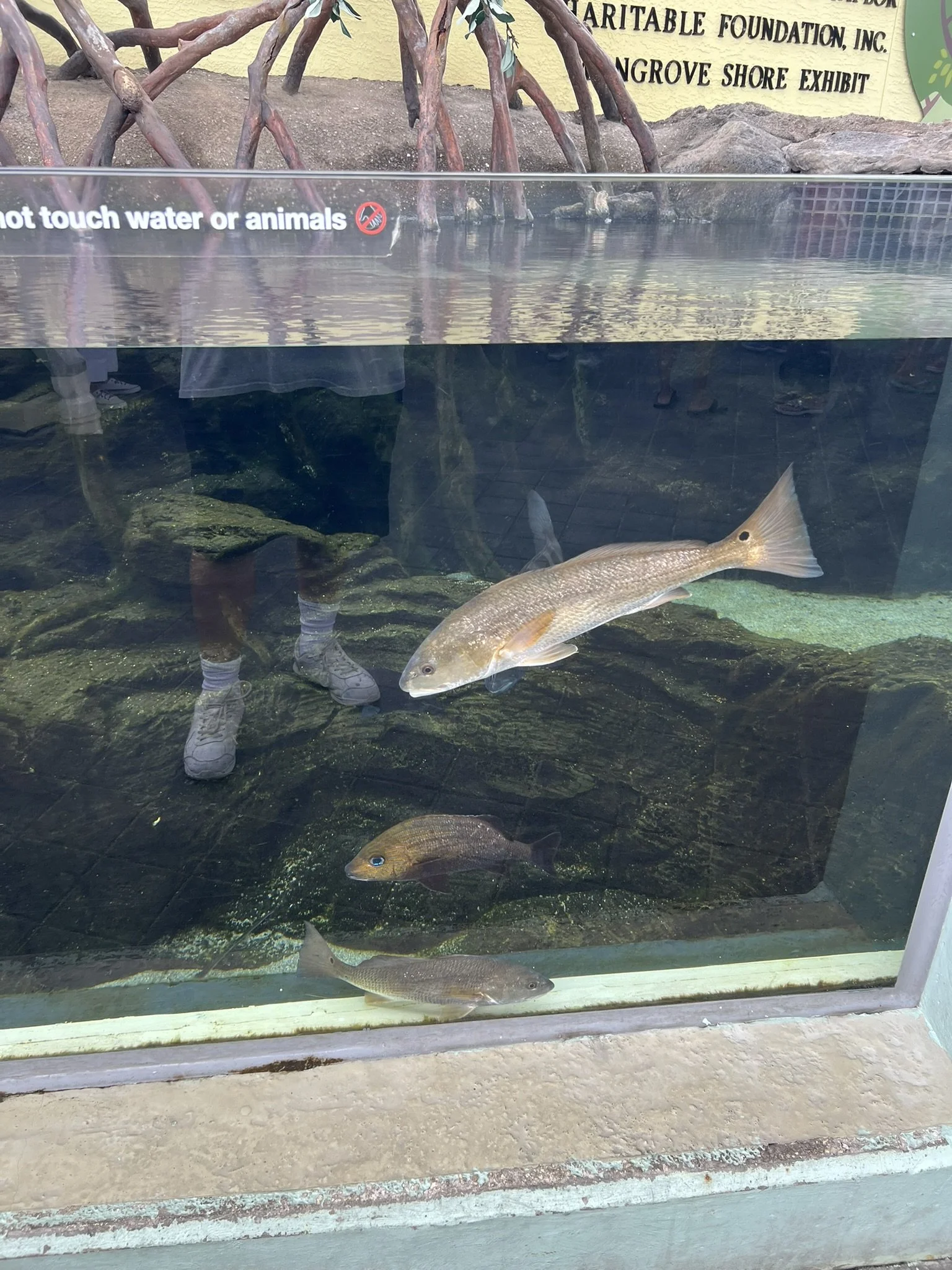 Loggerhead Park (10).JPEG