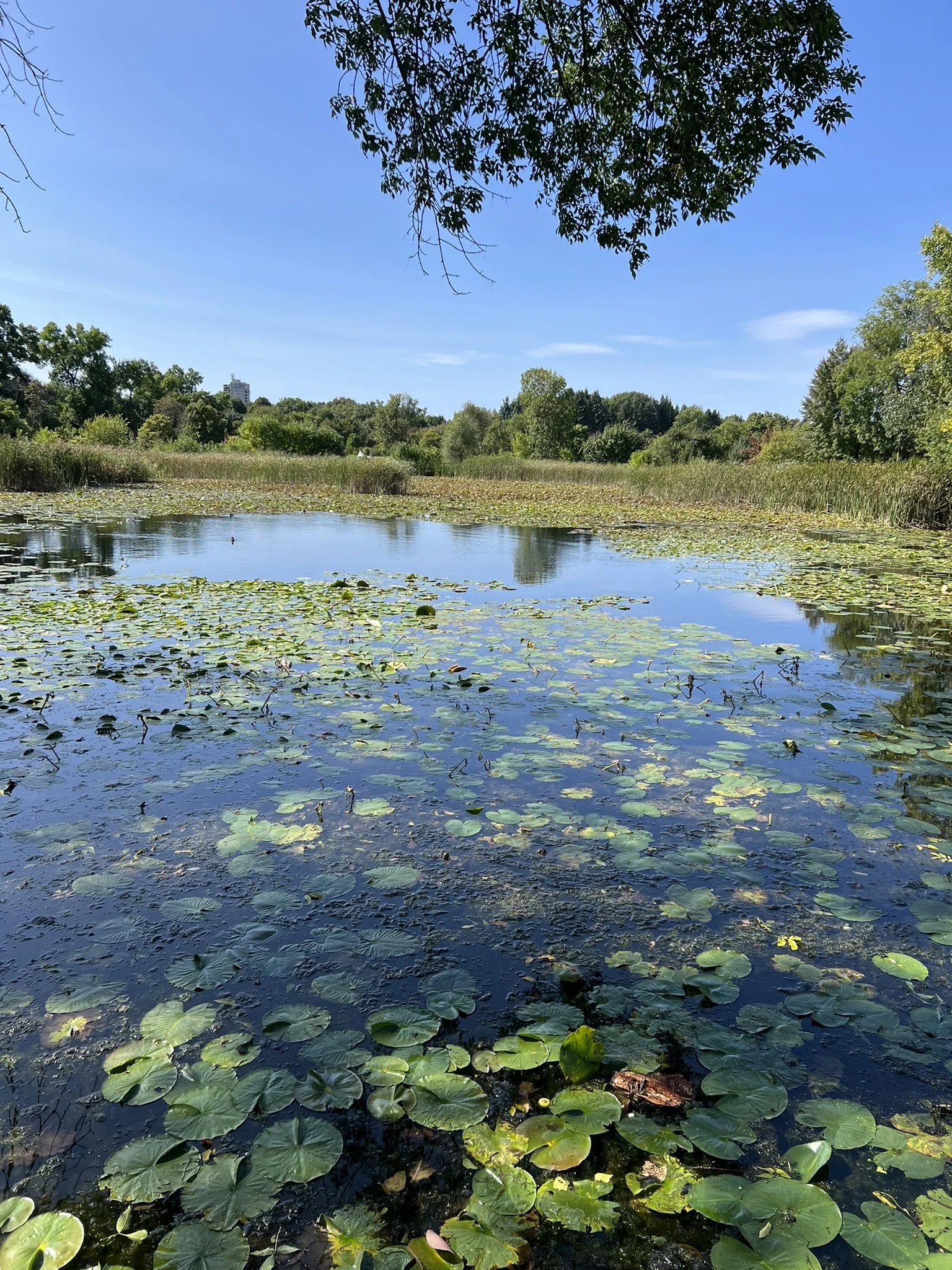 Montreal Gardens (23).JPEG