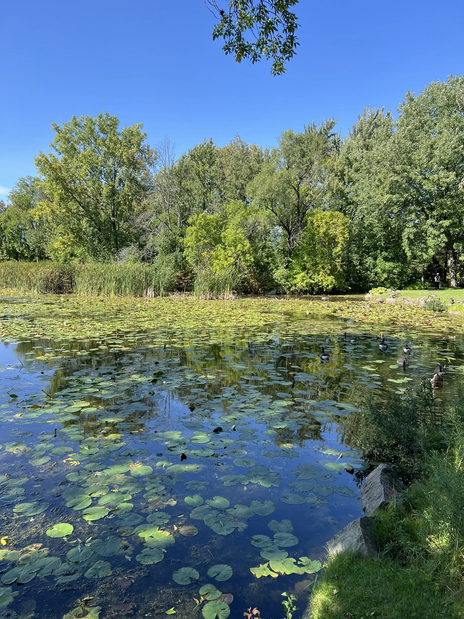 Montreal Gardens (24).JPEG