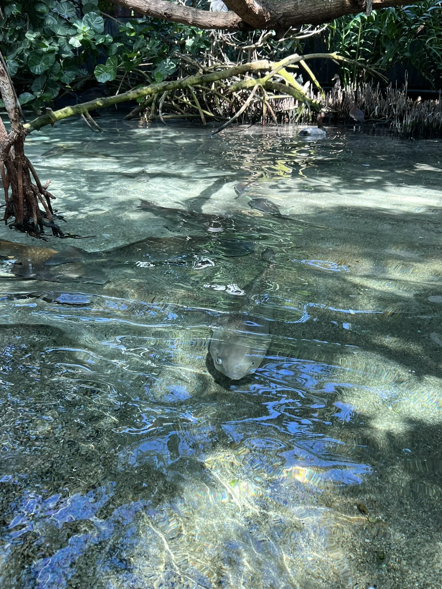 Florida Aquarium (54).JPEG