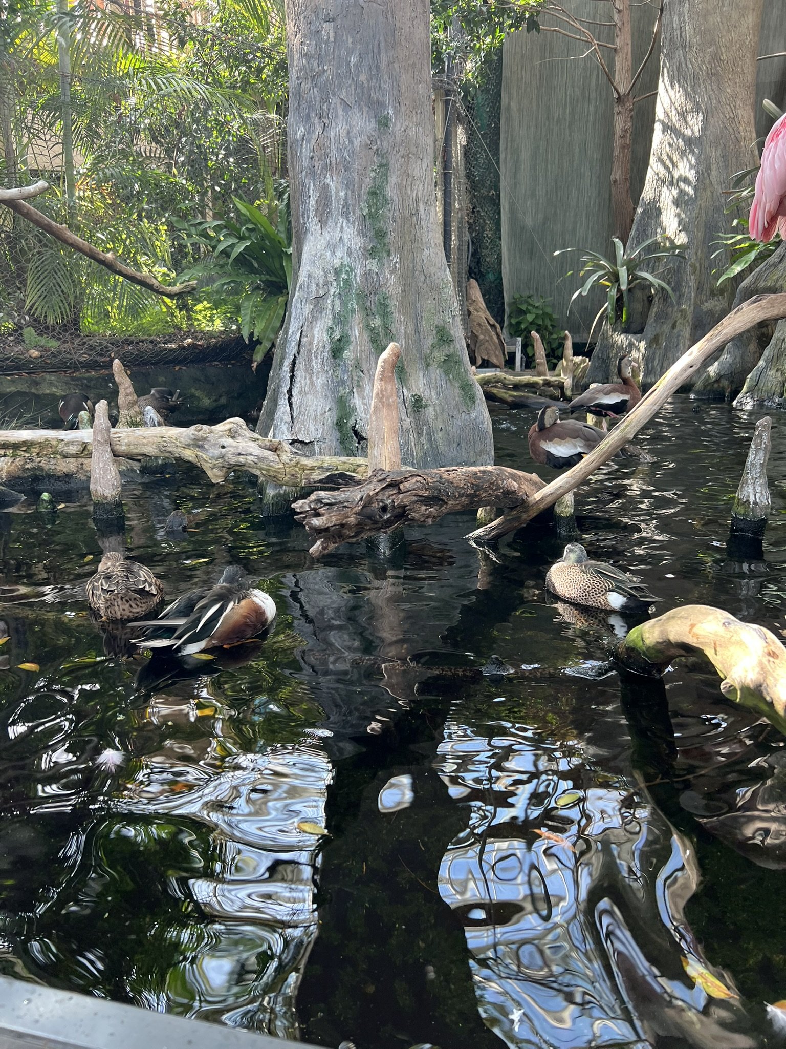 Florida Aquarium (59).JPEG