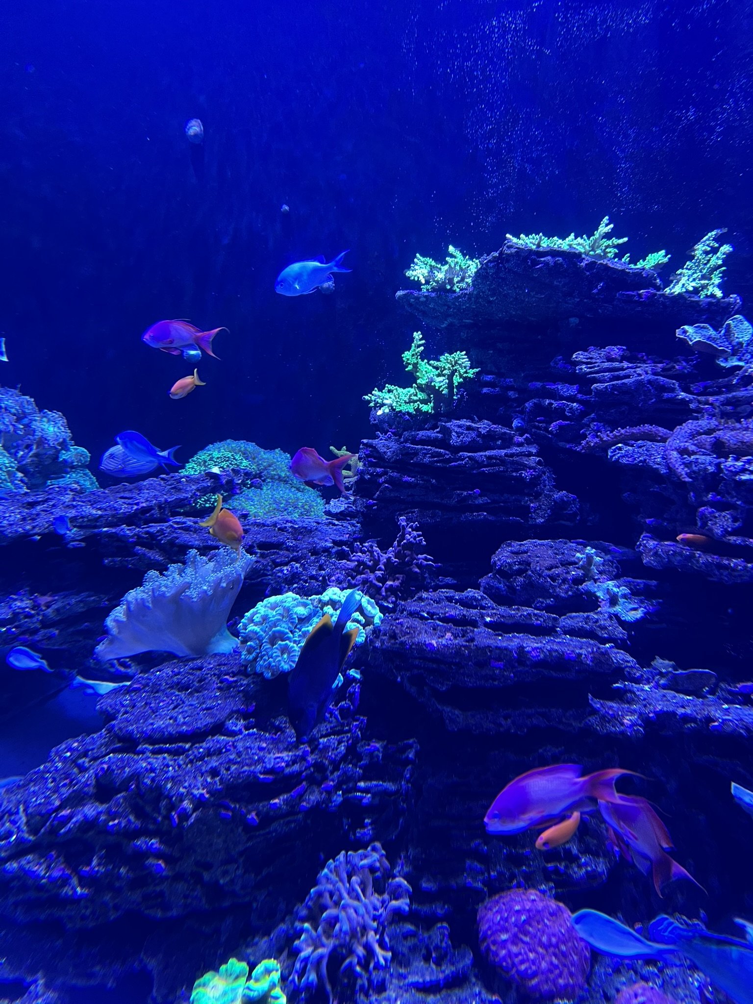 Florida Aquarium (38).JPEG