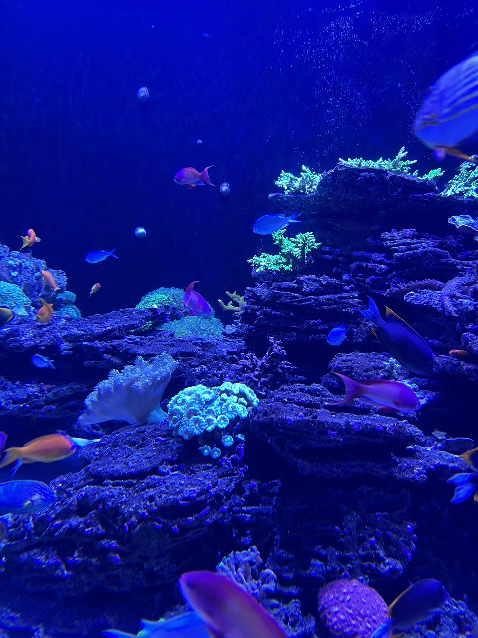 Florida Aquarium (39).JPEG