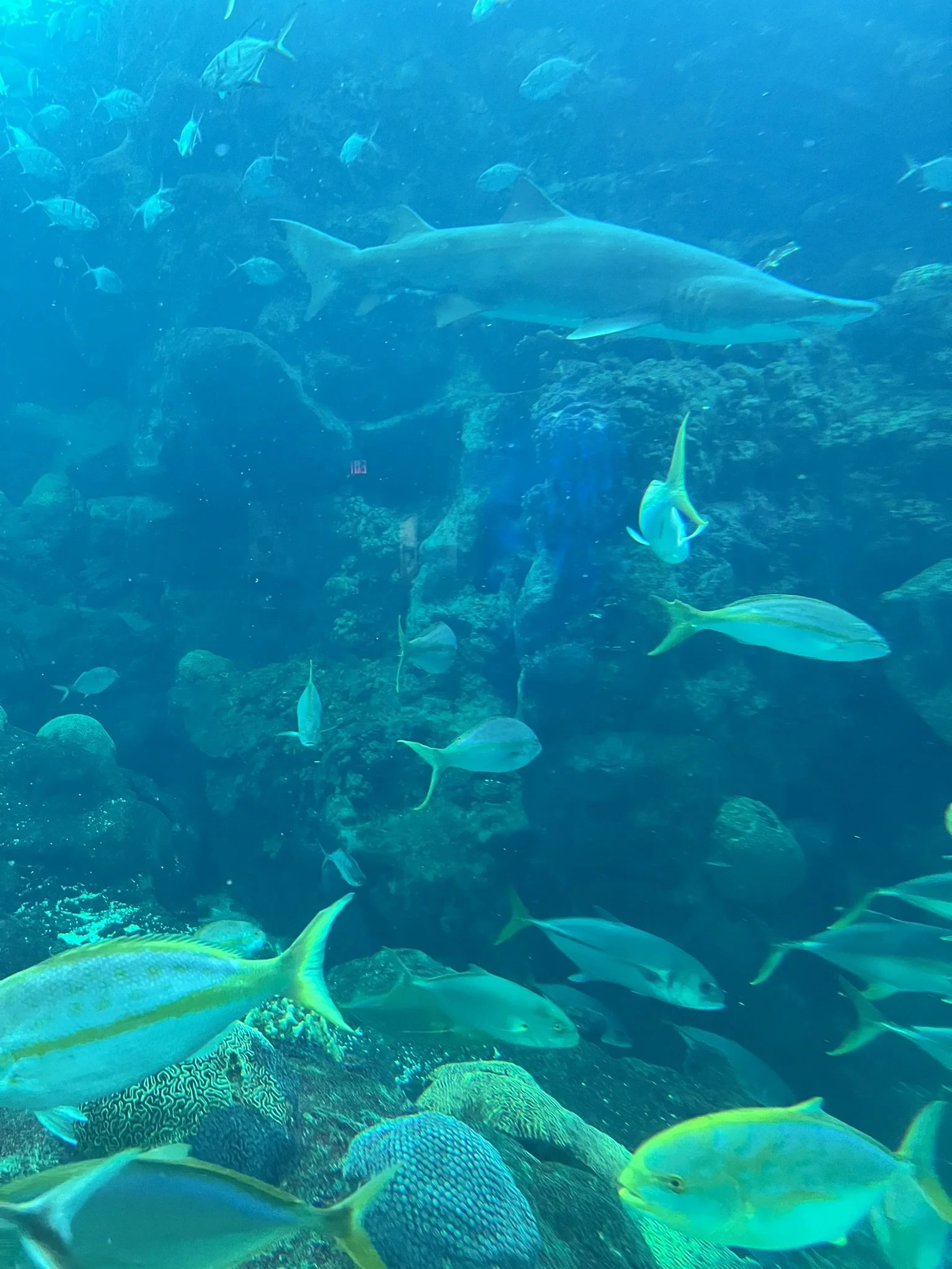 Florida Aquarium (40).JPEG
