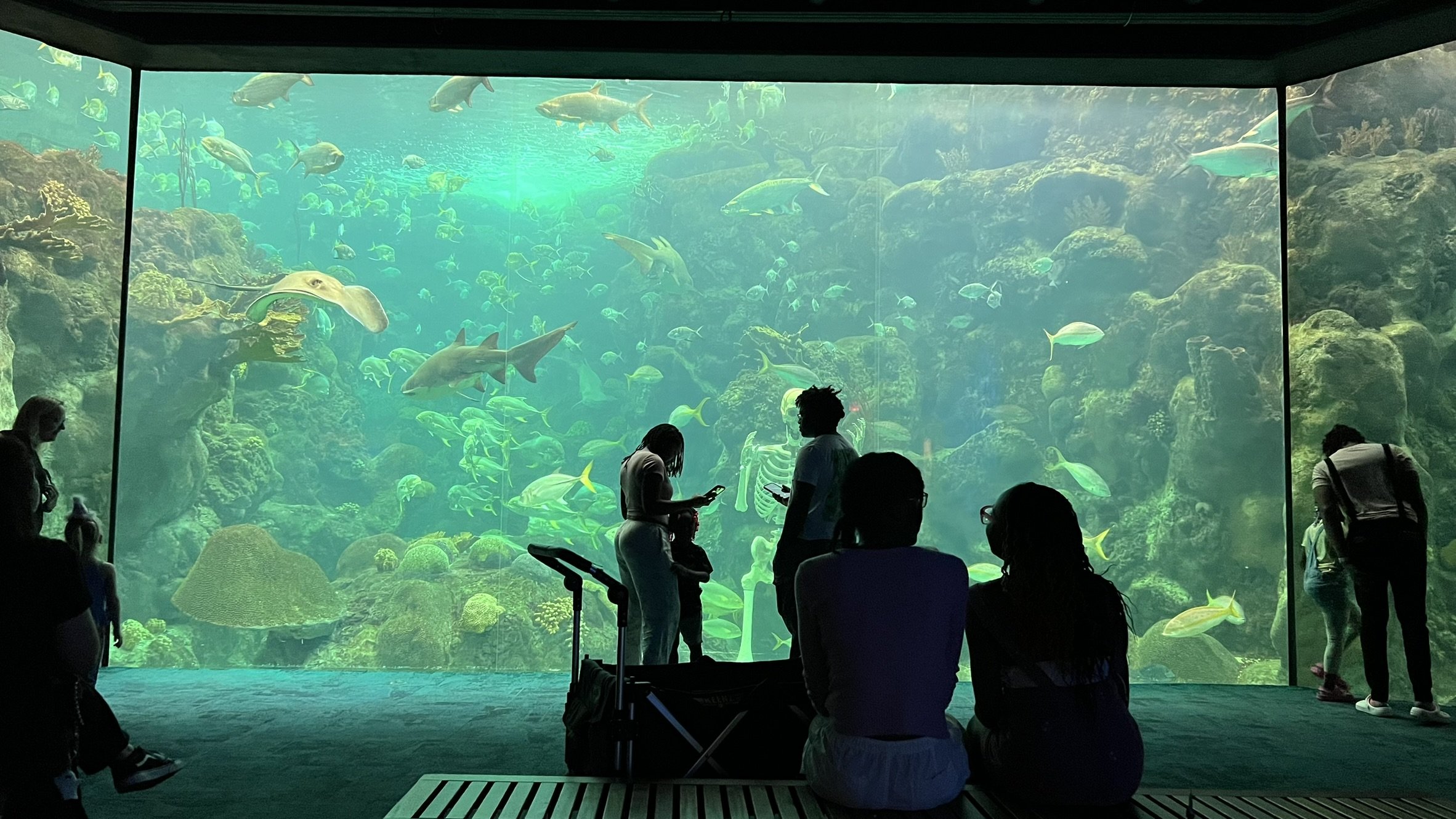 Florida Aquarium (41).JPEG