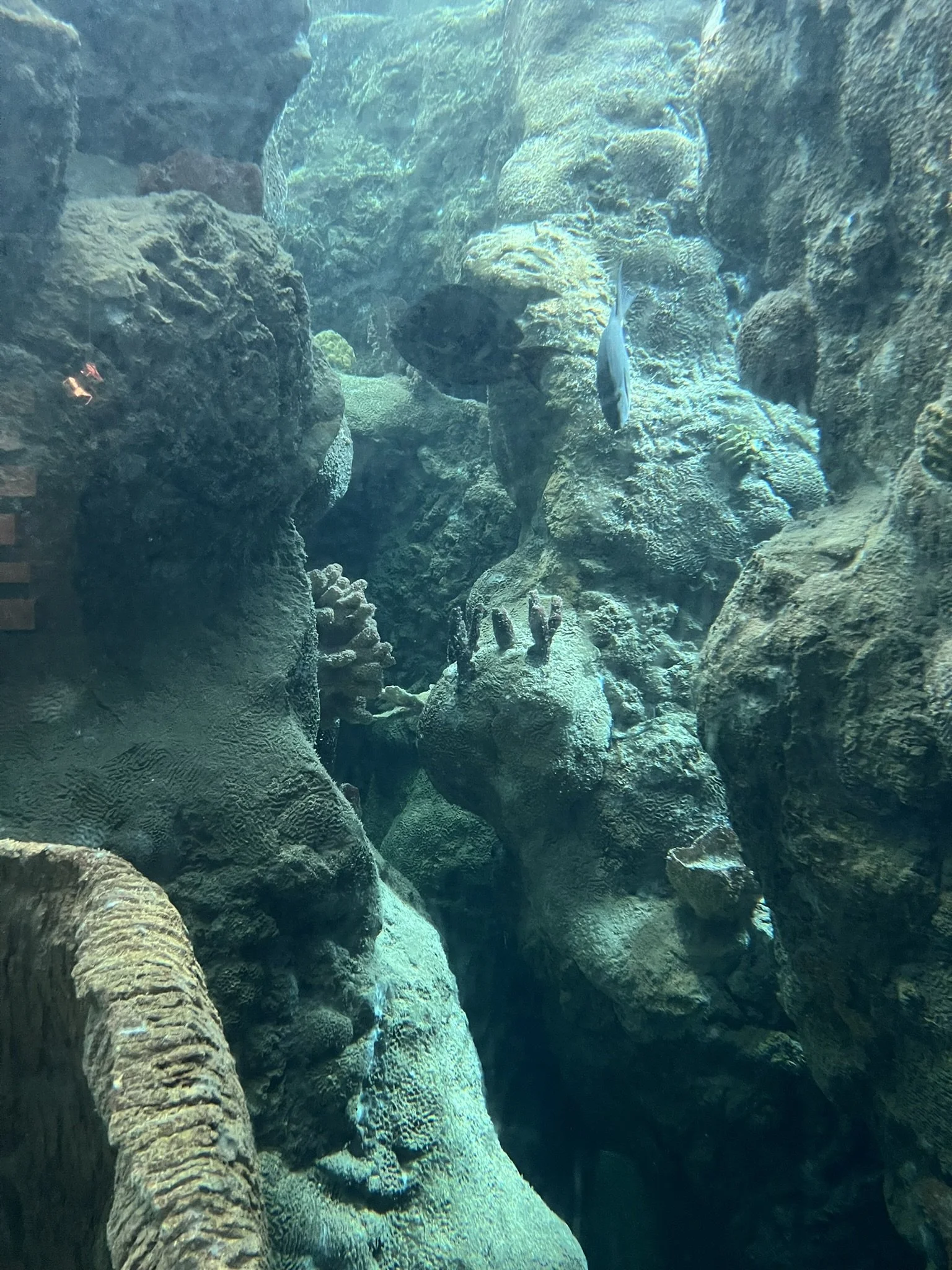 Florida Aquarium (46).JPEG