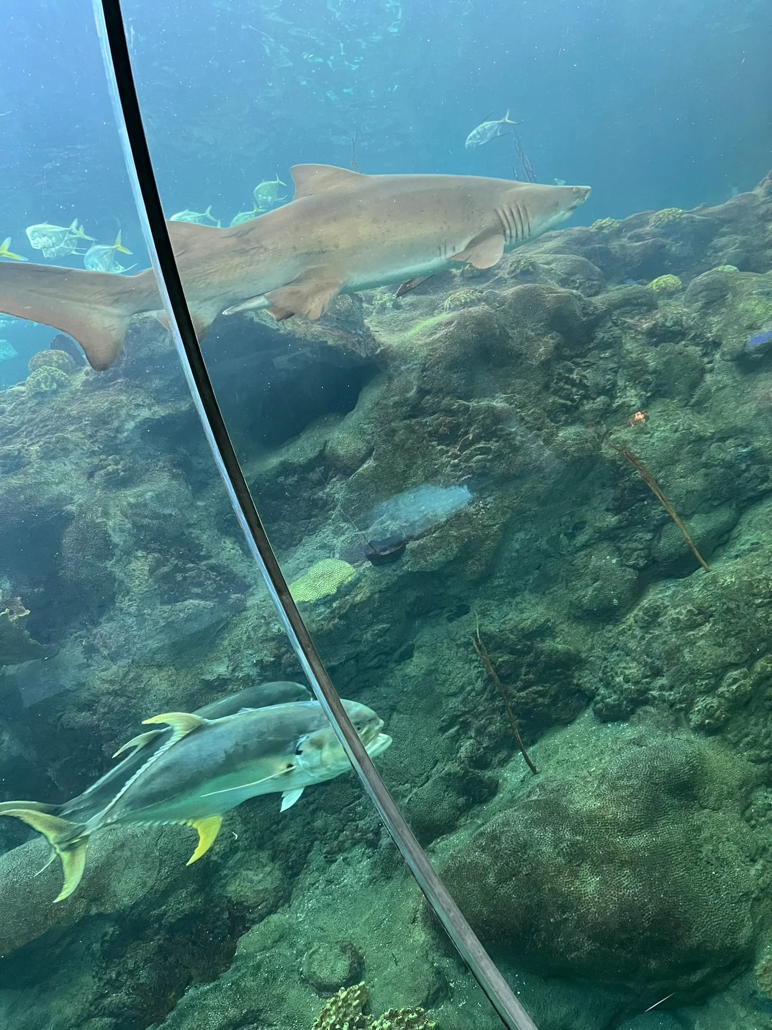 Florida Aquarium (47).JPEG