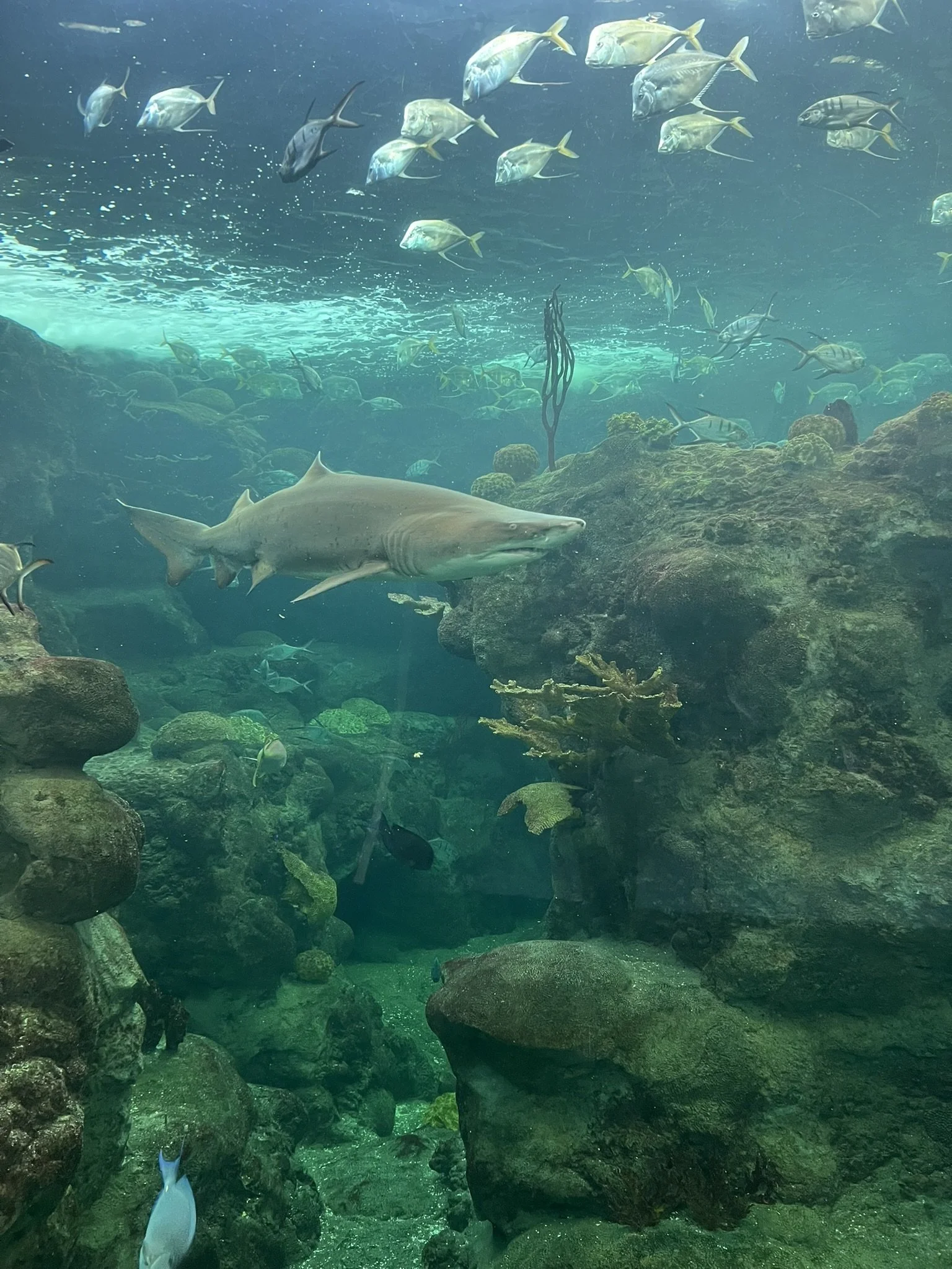 Florida Aquarium (48).JPEG