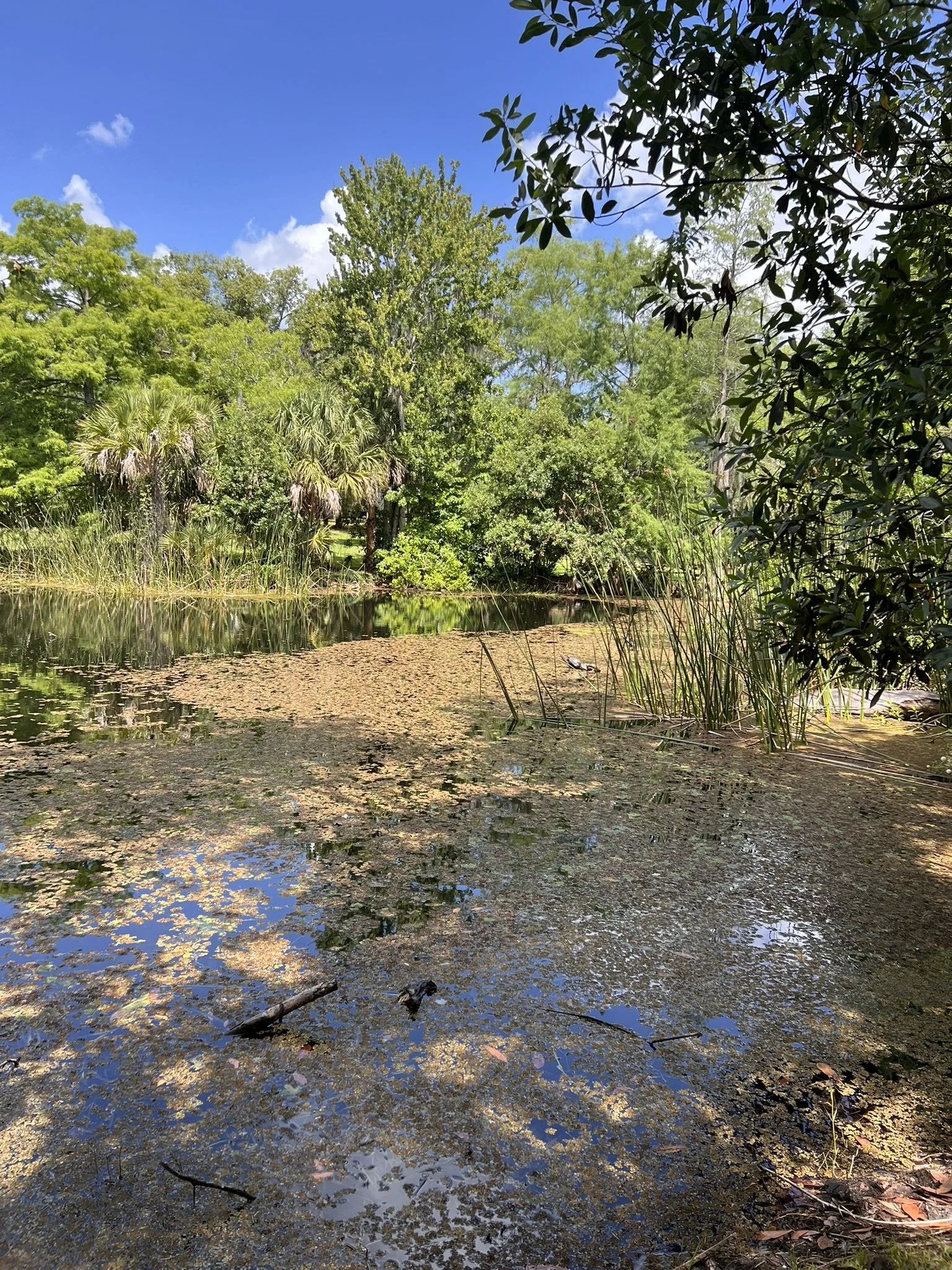 Mead Botanical Garden (19).JPEG
