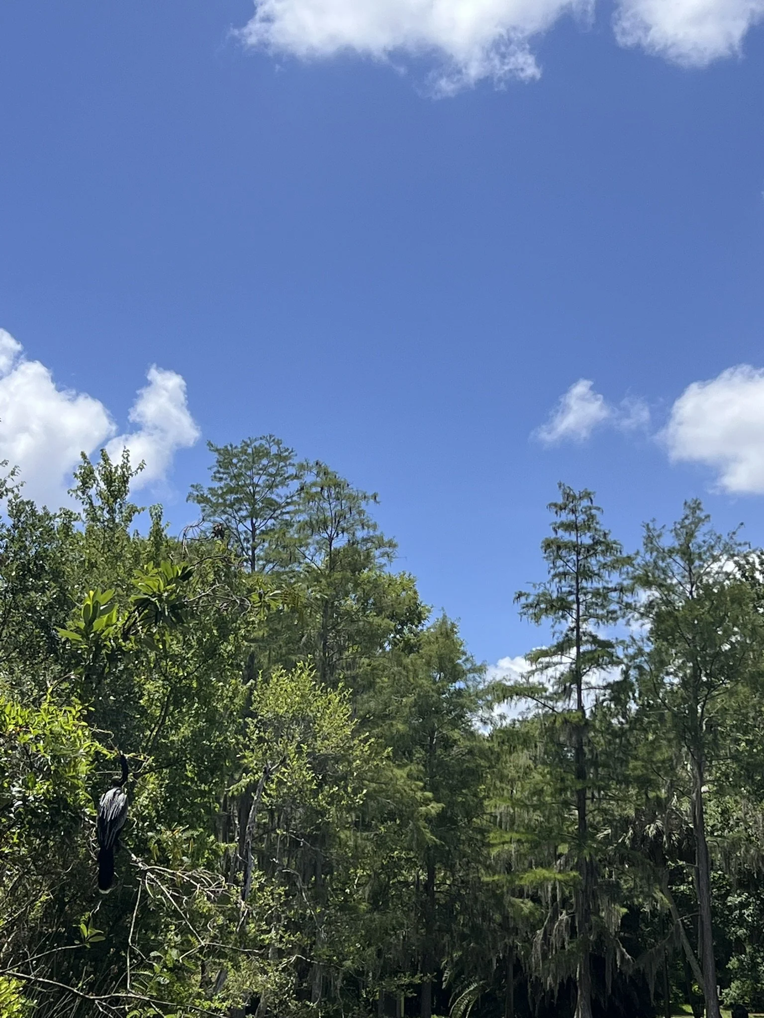 Mead Botanical Garden (26).JPEG