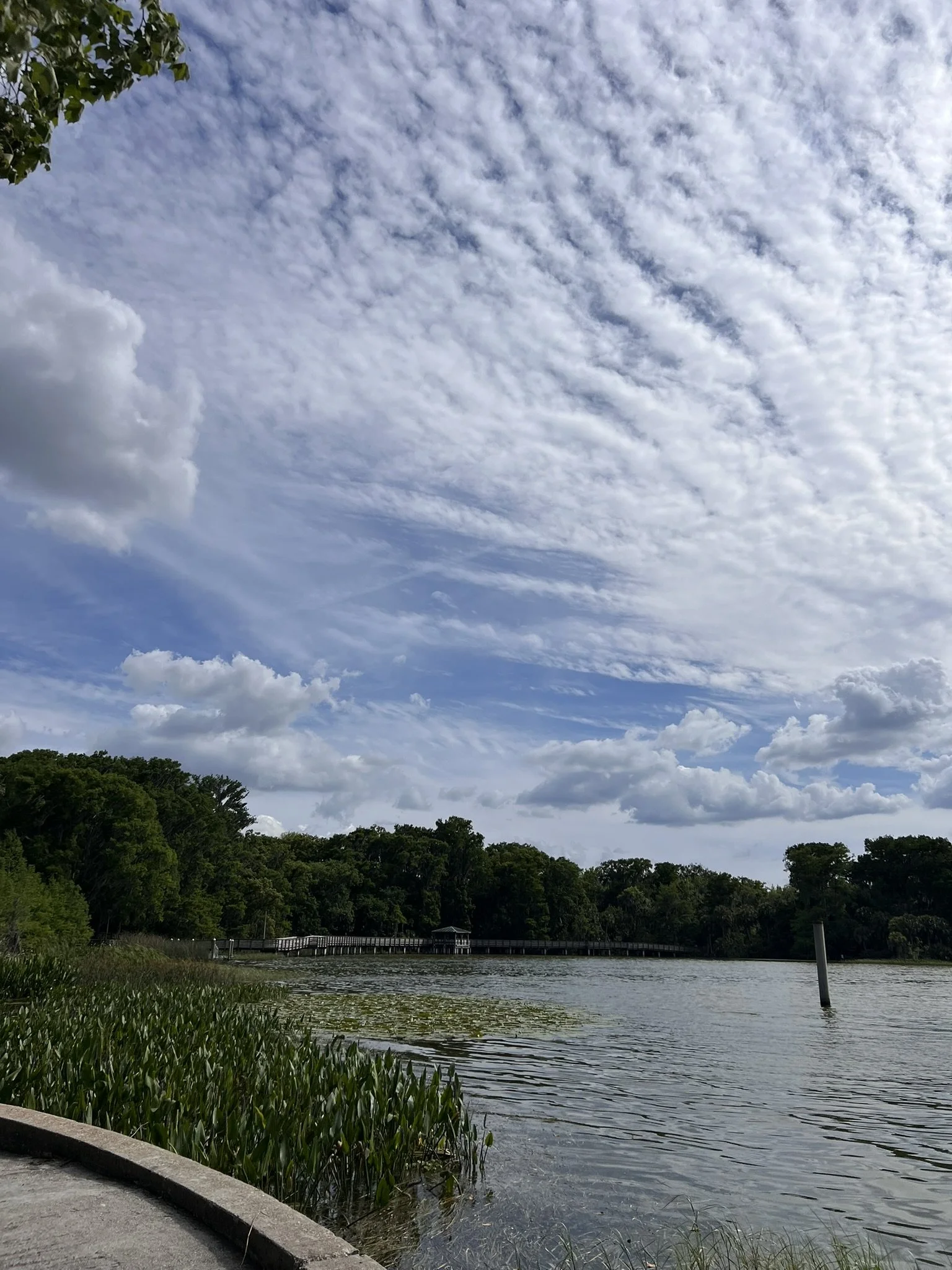 Gilbert and Palm Island Park (1).JPEG