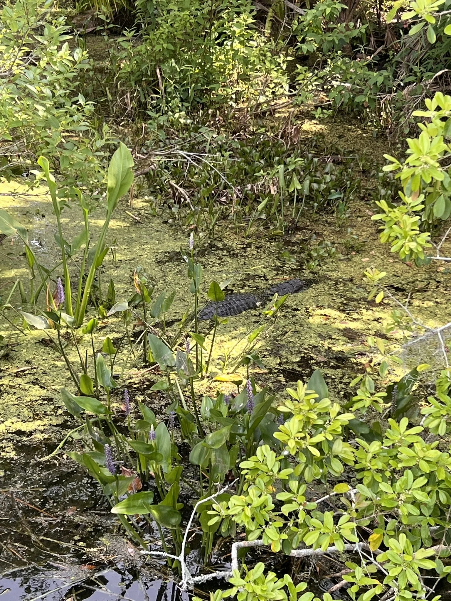 Gilbert and Palm Island Park (11).JPEG