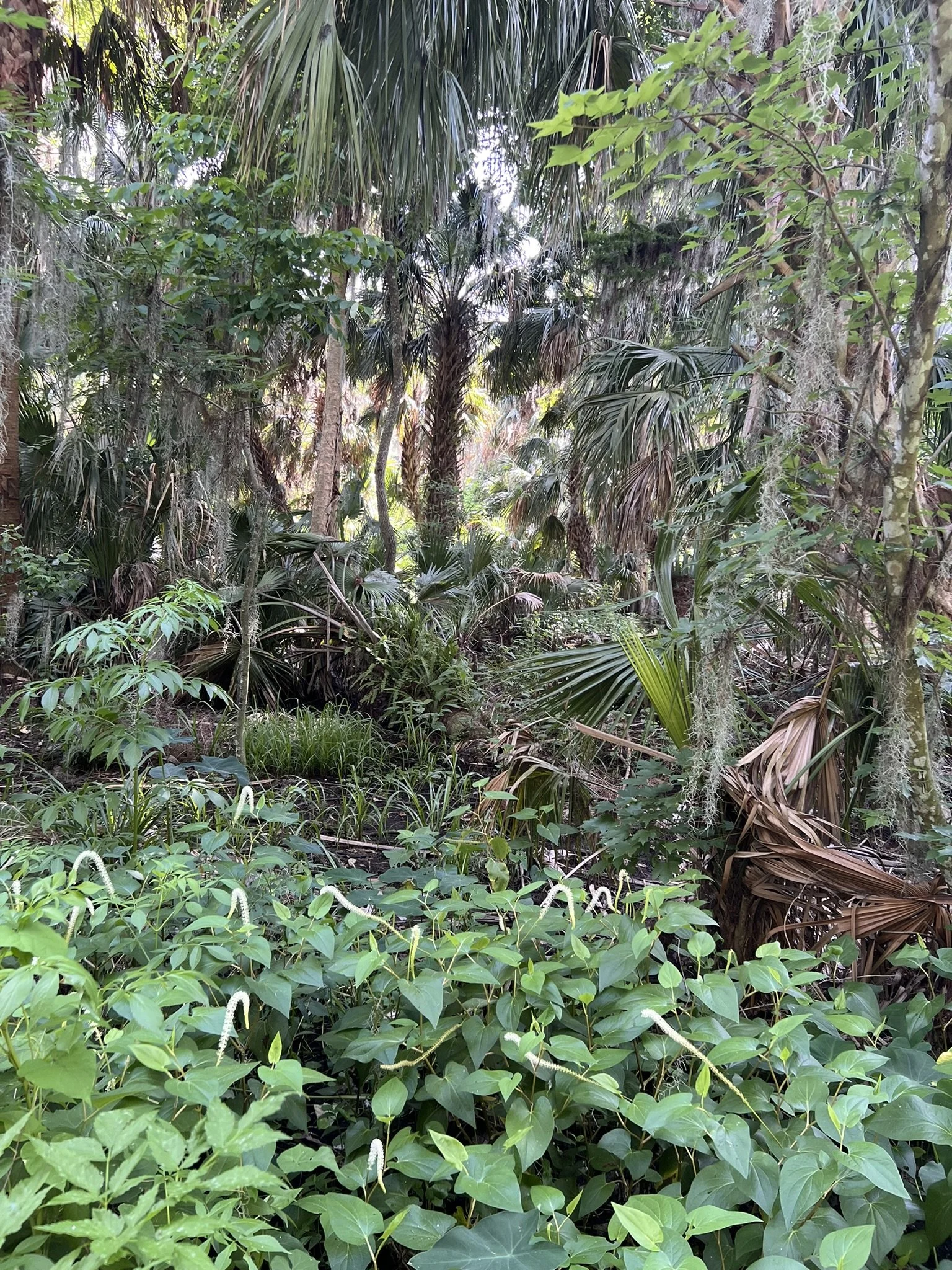 Gilbert and Palm Island Park (12).JPEG