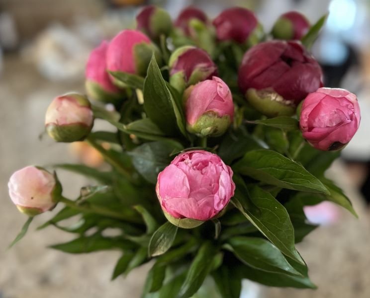 Morristown, 3 Bunch Classic Peony Subscription
