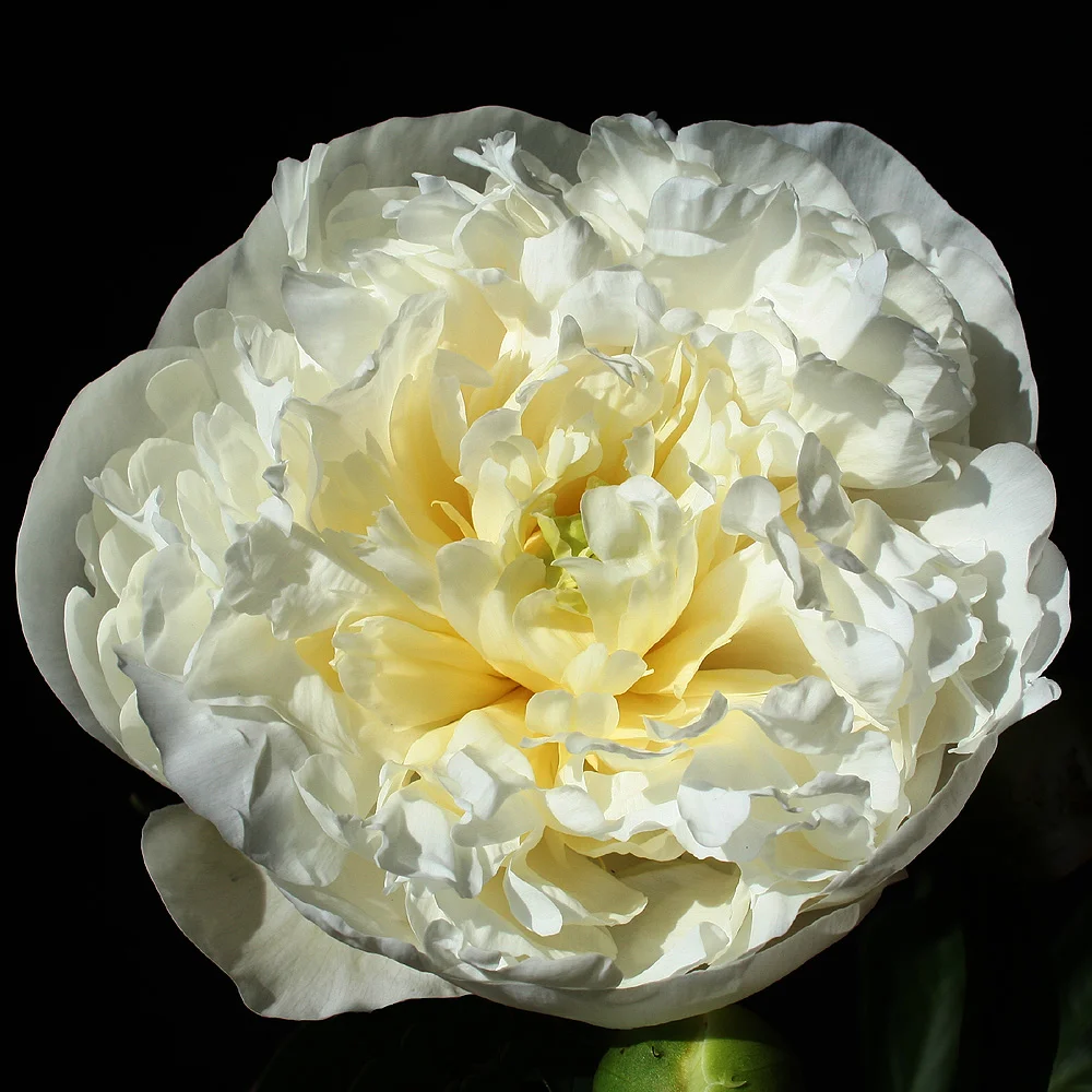 Duchesse De Nemours