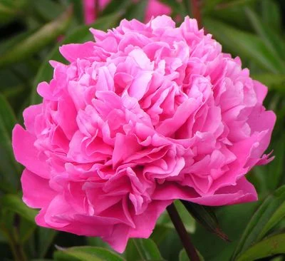 Edulis Superba