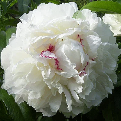 Festiva Maxima
