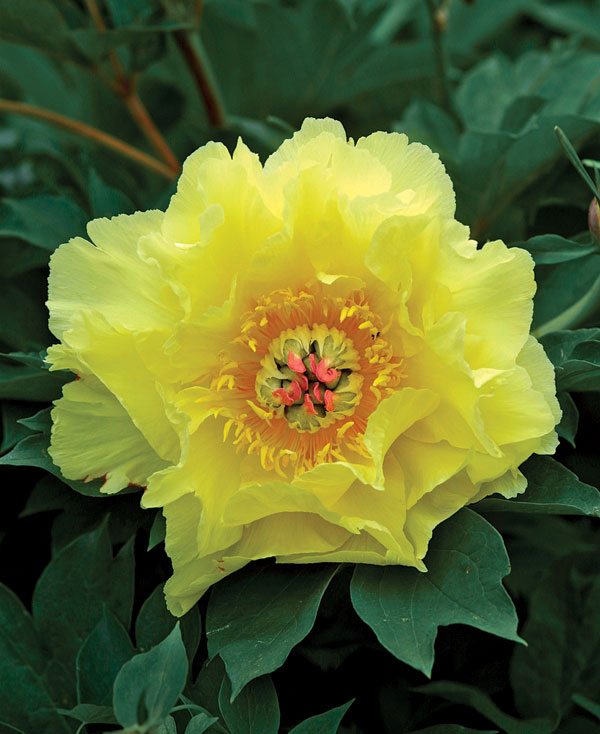 Garden Treasure
