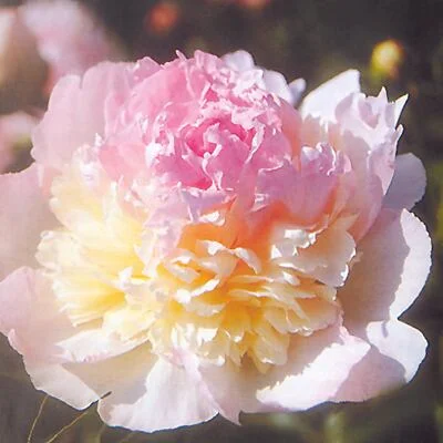 raspberry Sundae.jpg