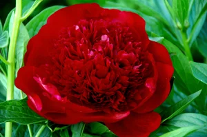 Red Charm