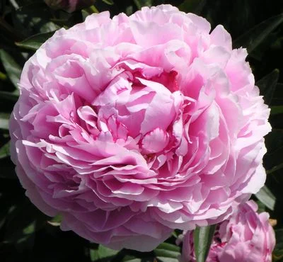 Sarah Bernhardt
