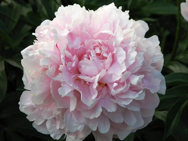 Peony Reine Hortense_web.jpeg