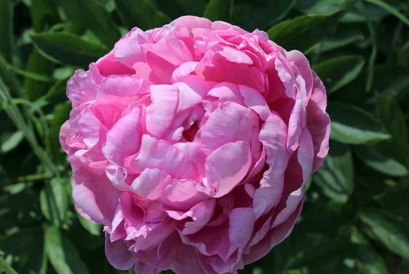 Vivid Rose
