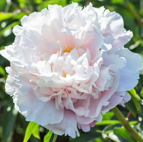 Gardinia