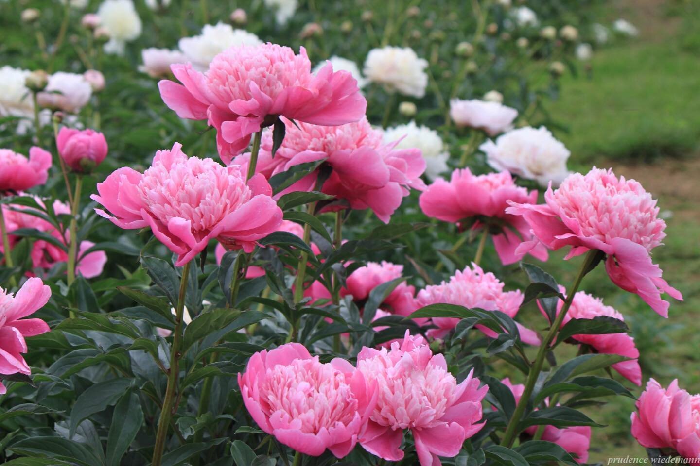 Our season has quickly come to a close and today is the last day our farmstand will be open. But we still have peonies for sale, so come on over, say hello and get some peonies before the end of the day! We are here until 6 pm.