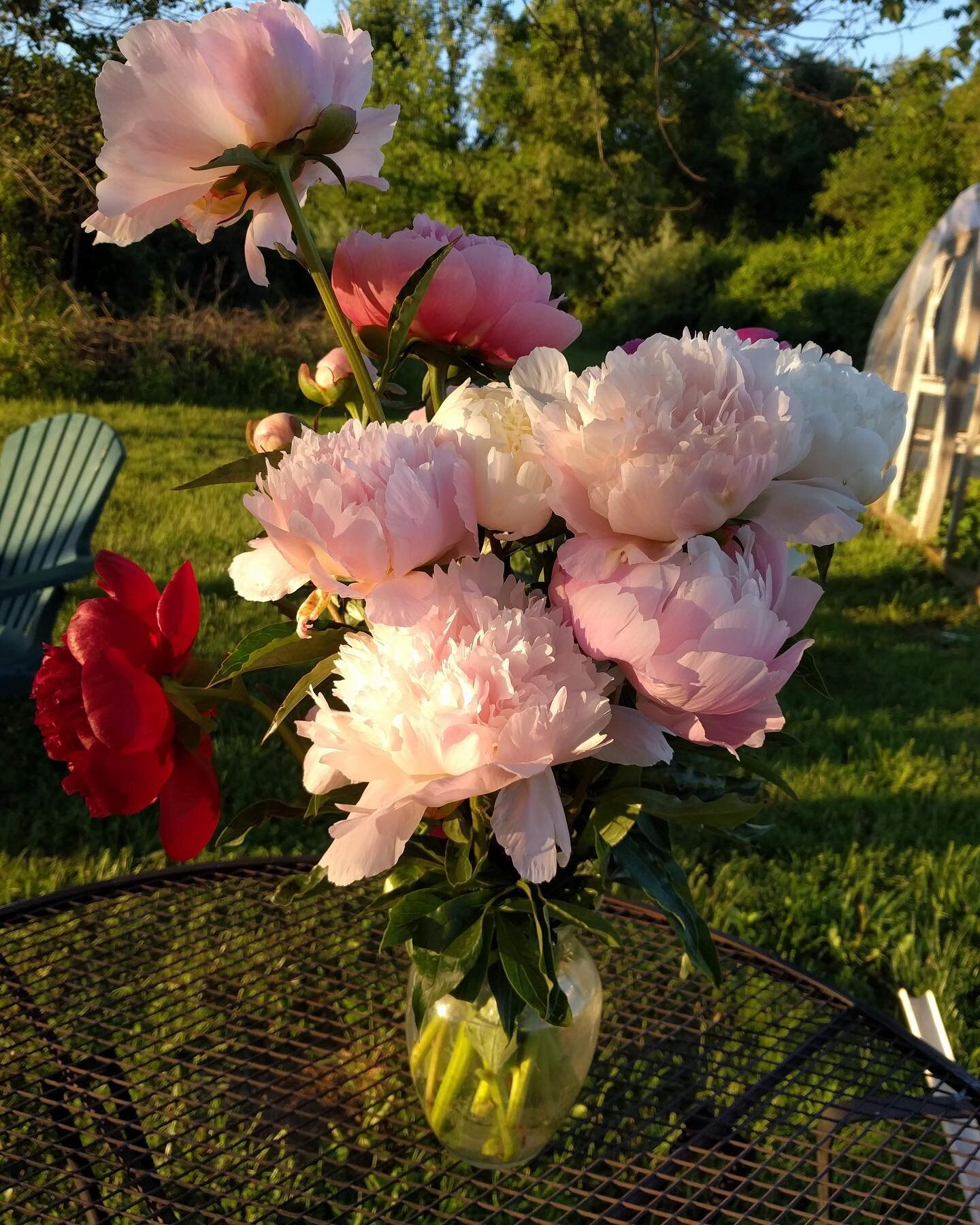 Today is the last day for peony subscriptions pick-ups. Please go to the address to which you subscribed between 3 pm &amp; 6 pm. We hope you enjoy your peonies!