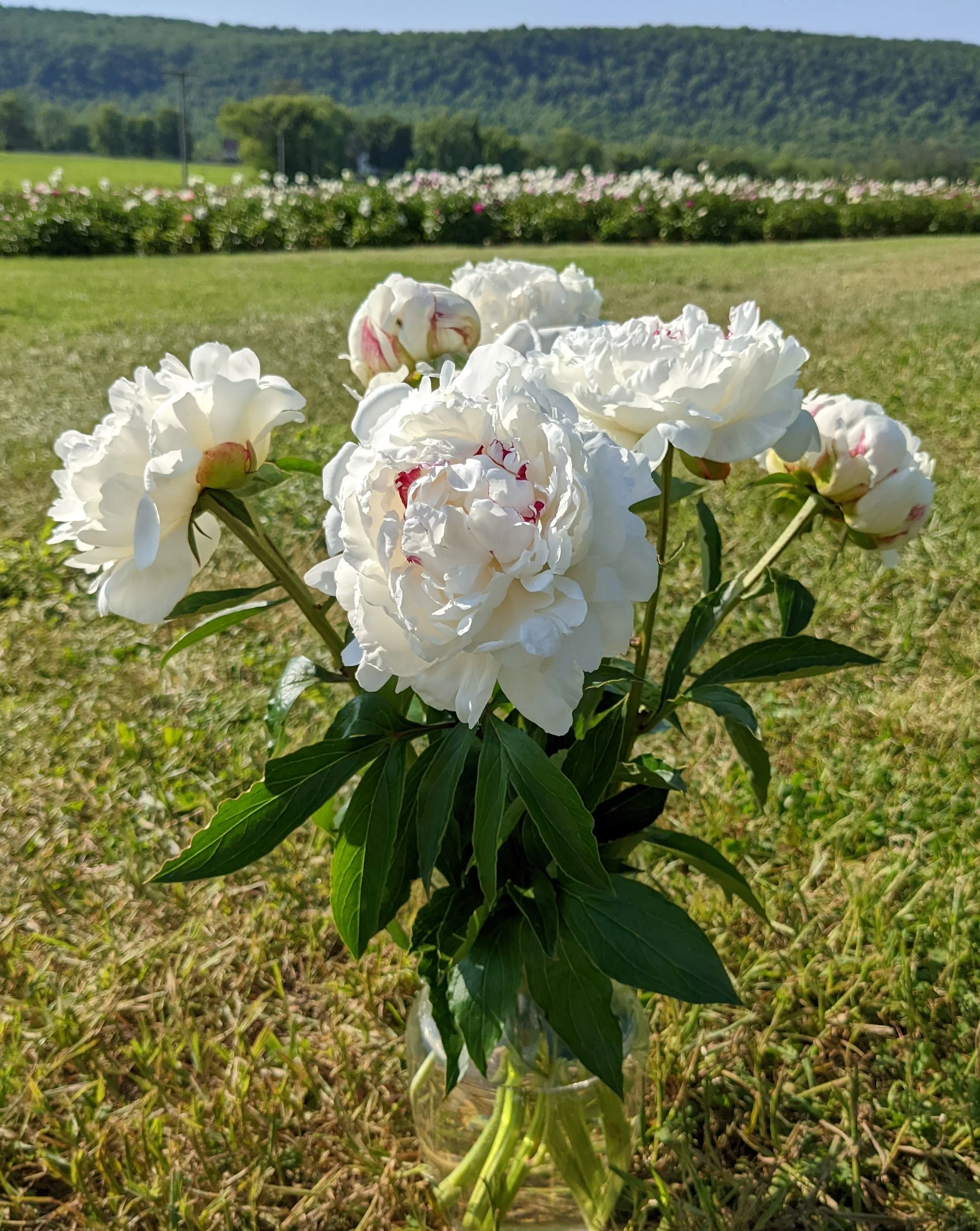Long Valley, 3 Bunch Classic Peony Subscription