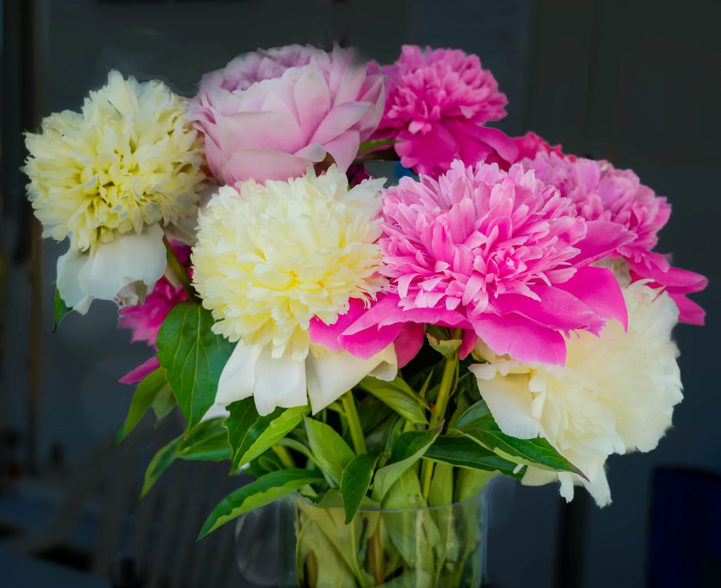 c de Souza mixed bunch croped Sq.jpg
