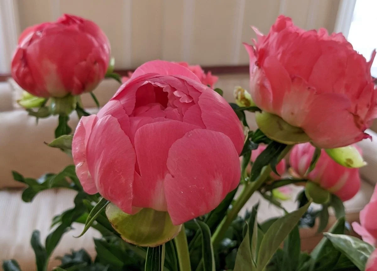Milburn, 3 Bunch Classic Peony Subscription